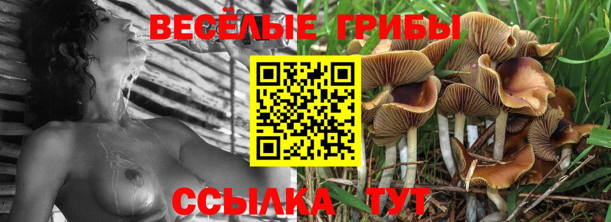 Псилоцибиновые грибы мицелий  Вход с VPN  Галлюциногенные грибы прущие грибы  Медногорск 